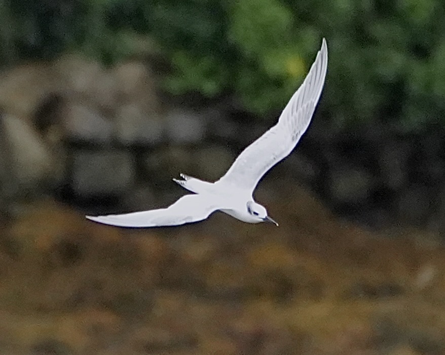 sandwich tern